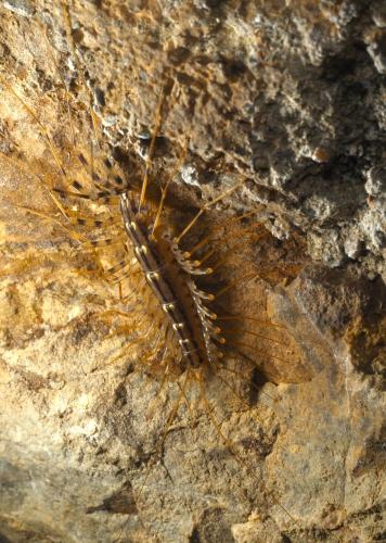 Réf. 346 331 : Scutigera coleoptrata